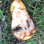 Bald-faced hornet and yellowjacket side by side comparison.