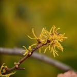 Common witch hazel (Hamamelis virginiana) flower close up