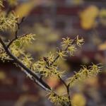 Common witch hazel (Hamamelis virginiana) flowers