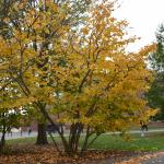 Common witch hazel (Hamamelis virginiana) form