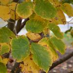 Common witch hazel (Hamamelis virginiana) fall foliage and flowers