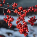 Ilex verticillata close up of berries