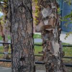 Betula nigra bark