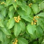 Terminal clusters of fruit of American bittersweet, Celastrus scandens.