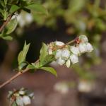 Vaccinium corymbosum flower