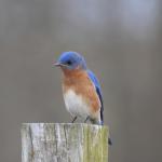 An Eastern Bluebird perched on a post. 