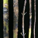 Botryosphaeria canker on dogwood