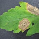 A tomato leaf with several lesions with target-like striations.