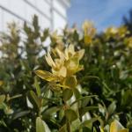 Fig. 2 – Yellowing/bleaching of boxwood leaves and tissues with winter injury.