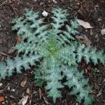 Bull thistle - leaf rosette