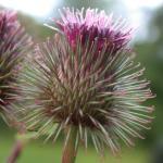 Burdock - flower head