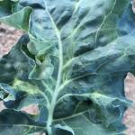 Yellowing along cabbage leaf veins 