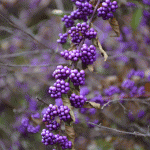 Callicarpa berries