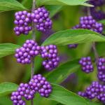 Beautyberry (Callicarpa spp.) fruit closeup