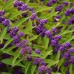 Beautyberry (Callicarpa spp.) fruit