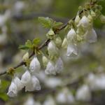 Carolina silverbell flower