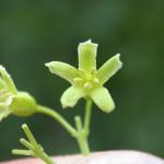 Male flower of oriental bittersweet