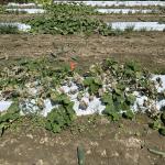 A picture of a plot of cucumbers on white plastic