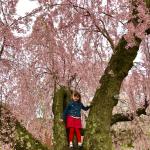 Figure 2: Mature weeping Higan cherry (Prunus subhirtella 'Pendula') in full bloom on the UMass campus.