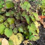 Heuchera 'Cloud Nine'