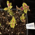 Coleus Downy Mildew