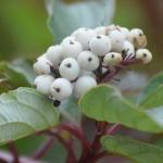 Red twig dogwood berries