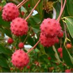 Cornus kousa fruit