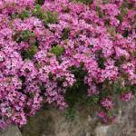 Garland flower (Daphne cneorum)