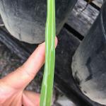 daylily leaf miner damage