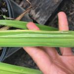 Daylily leaf miner damage