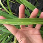 Daylily leaf miner damage