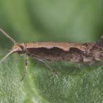 A mottled brown moth