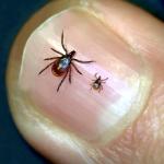 Deer tick adult female and nymph.