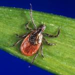 Deer Tick (black legged tick) adult