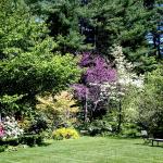 Cornus x rutgersensis in landscape setting