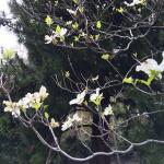 Sparse flowering the canopy of a flowering dogwood (C. florida) due to dogwood anthracnose.