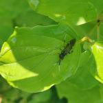 A dark-colored, elongate fly, with white antennae and leg tips.