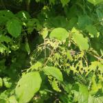 Dogwood leaves with ragged feeding damage.