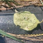 Several transluscent-green caterpillars covered with white powder on the underside of a dogwood leaf.