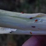 Allium leaf miner (photo credit Ron Kujawski)