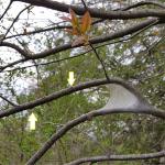 Silk produced by the eastern tent caterpillar (Malacosoma americana) is used to create a tent or nest around groups of caterpillars. Arrows in the photo point to wandering larvae. If present in specimen trees, these tents can be pruned from undesirable locations when they are still small. (Photo credit: Tawny Simisky)