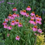 Echinacea purpurea