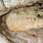 The egg mass of the gypsy moth (Lymantria dispar). Thanks to the gypsy moth caterpillar killing fungus (Entomophaga maimaiga), there aren’t as many of these overwintering in our landscapes as there may have been if the fungus didn’t have an impact in the 2017 caterpillar population. (Photo credit: Tawny Simisky)