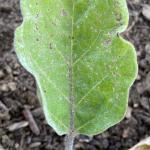 Eggplant flea beetle