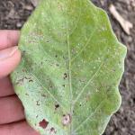 Eggplant flea beetle damage