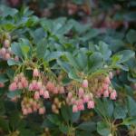 Enkianthus flower