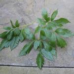 Anemonopsis (false anemone) - leaves