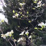 Sparse flowering the canopy of a flowering dogwood (C. florida) due to dogwood anthracnose.