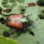 Fig 1. Adult Japanese beetle (Popillia japonica) female with the eggs of winsome fly (Istocheta aldrichi), adult parasitoid. Photo courtesy of Whitney Cranshaw, Colorado State University, Bugwood.org