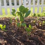 H. macrophylla  with extensive winter injury after pruning out damaged stems